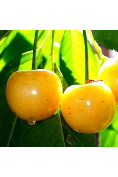 Черешня домашня Дачниця плоди